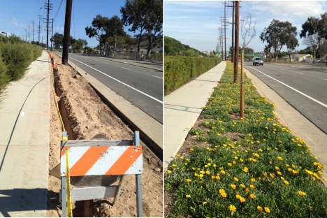Landscaping along PCH, during construction, and after.