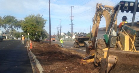 The tall eucalyptus trees closest to the road had to go to accommodate the new guardrail. 
